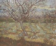 Vincent Van Gogh Apricot Trees in Blossom (nn04) Spain oil painting reproduction